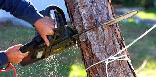 Reliable Clifton Forge, VA Tree Services Solutions