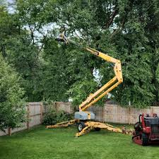 Best Lawn Disease Treatment  in Clifton Forge, VA