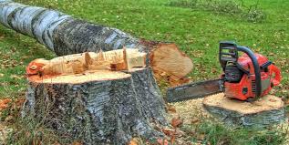 Best Storm Damage Tree Cleanup  in Clifton Forge, VA