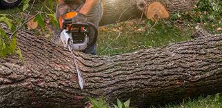 Best Emergency Tree Removal  in Clifton Forge, VA