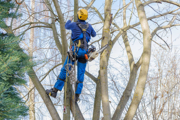 Best Tree Disease Treatment  in Clifton Forge, VA