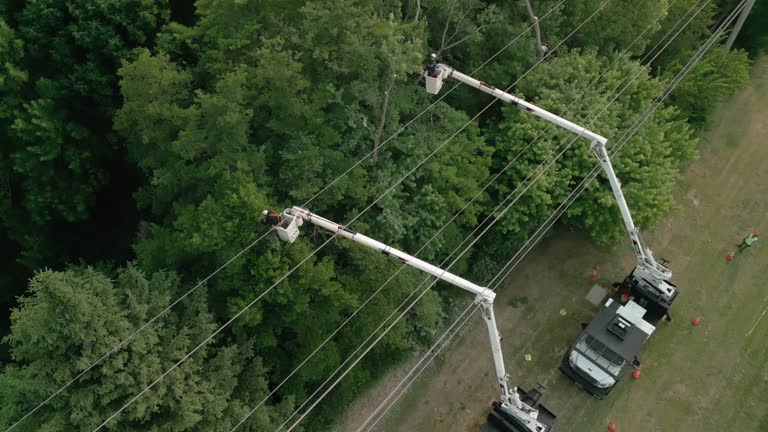 Best Commercial Tree Services  in Clifton Forge, VA