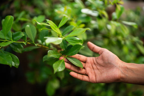 Best Tree Preservation Services  in Clifton Forge, VA