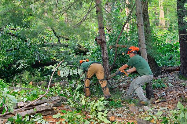Best Arborist Consultation Services  in Clifton Forge, VA