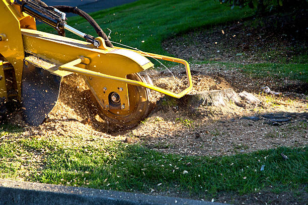 Best Leaf Removal  in Clifton Forge, VA