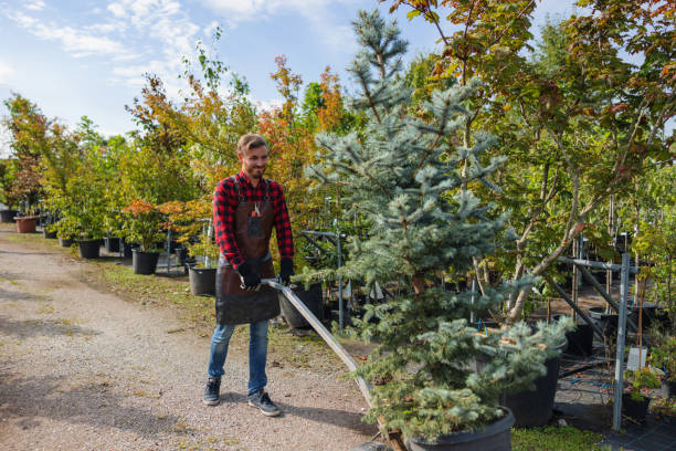 Best Tree Risk Assessment  in Clifton Forge, VA
