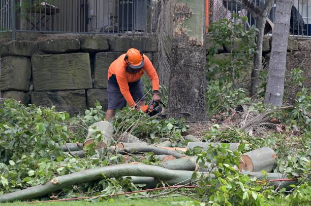 How Our Tree Care Process Works  in  Clifton Forge, VA