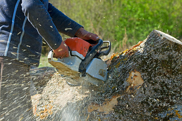 Lawn Drainage Solutions in Clifton Forge, VA