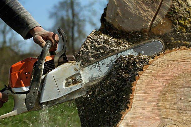 Best Lawn Renovation and Restoration  in Clifton Forge, VA